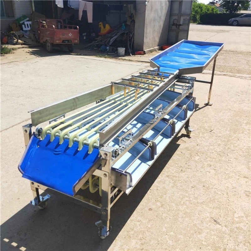 Olive sorting machine 3 Olive sorting machine 3